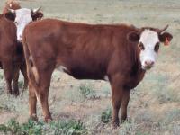 Cows Ear Tag project thumbnail