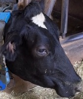 Cow_face project thumbnail
