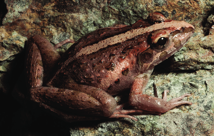 Frog-species Object Detection Dataset by PUP
