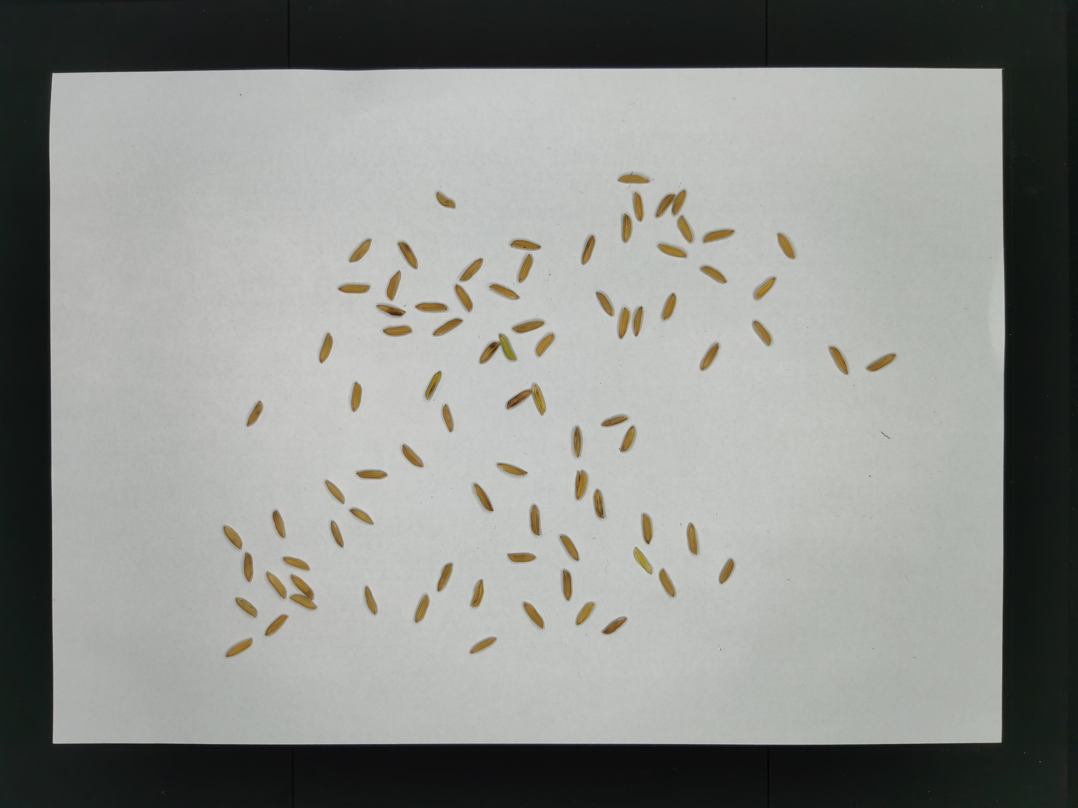 Seed Object Seed size Object Detection Dataset by seed