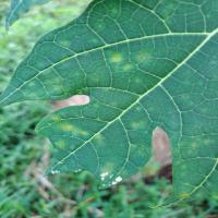 RingSpot2 project thumbnail