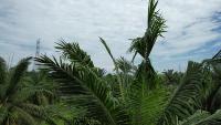 2.11.1 full penambahan dataset project thumbnail