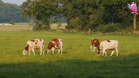 Cow Pose project thumbnail