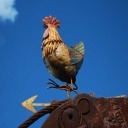Chicken detection project thumbnail