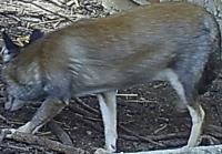 TAU_fox_head_detection project thumbnail