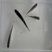 Juvenile Fish project thumbnail
