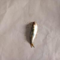 Juvenile Fish project thumbnail