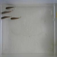 SmallFish_Detection project thumbnail