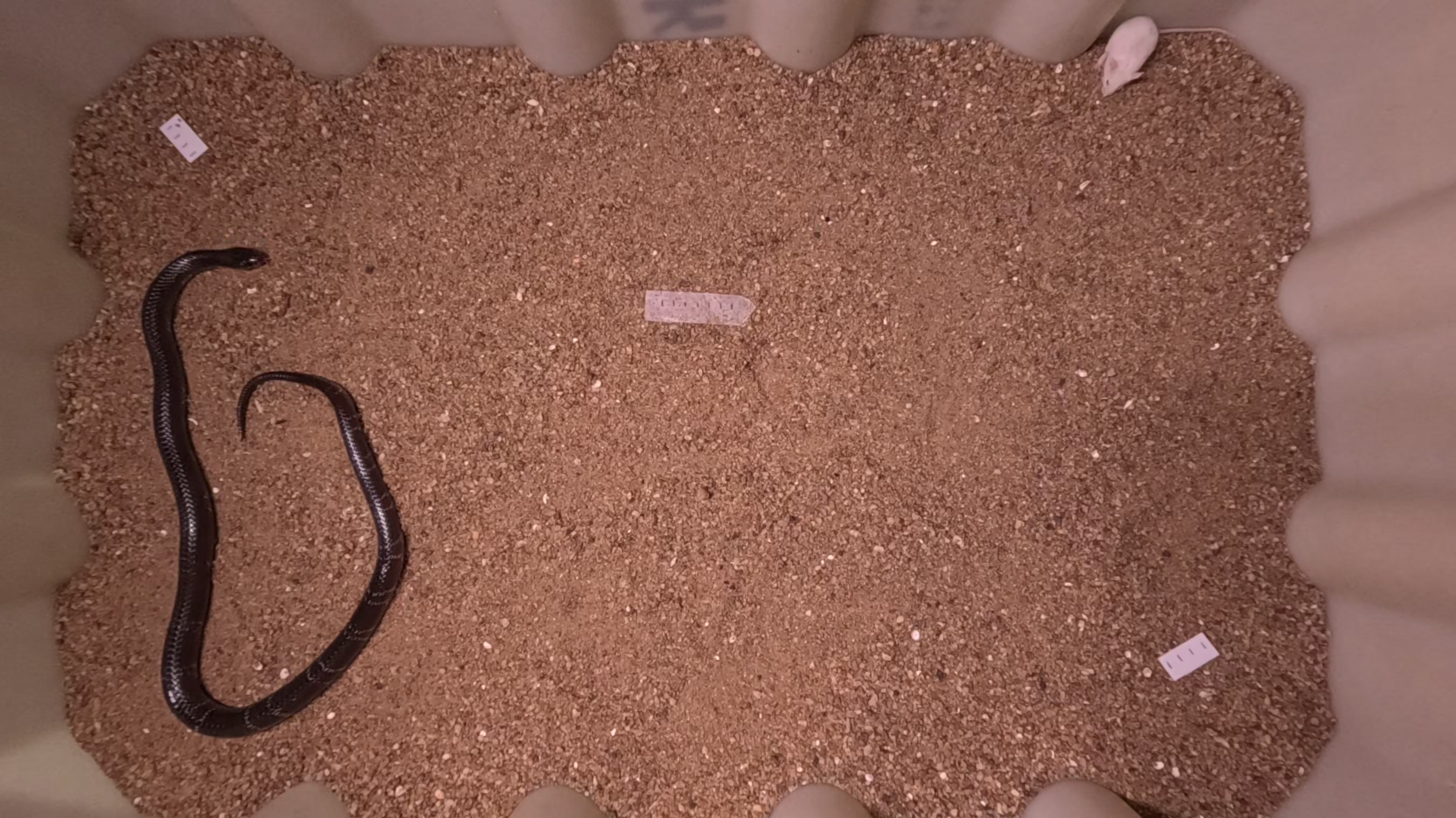 snake_skeleton Keypoint Detection Dataset by Buffalo
