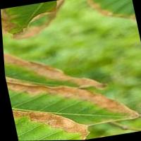 Leaf Disease project thumbnail