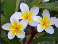 Frangipani Flower project thumbnail