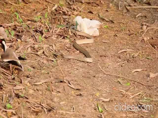 Bird Behavior Object Detection Model by WingSpot