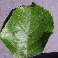 apple leaf project thumbnail