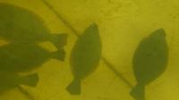 fish_keypoint project thumbnail