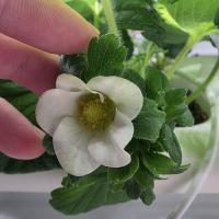Test-strawberry project thumbnail