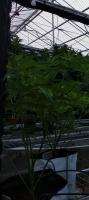 MC_internet project thumbnail