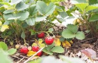 pendeteksi buah project thumbnail