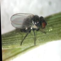 pest2 project thumbnail