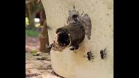 Bee Detection 2 project thumbnail
