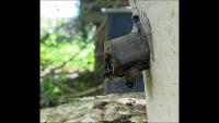 Bee Detect_0angle 2 project thumbnail