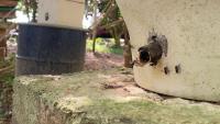 Bee Detection 2 project thumbnail