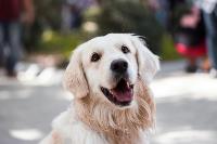 Dog project thumbnail