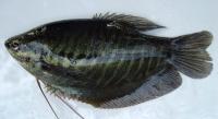 fish project thumbnail