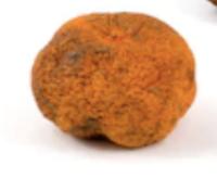rottenfruitsandvegetablestwo project thumbnail