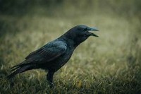 bird classifications project thumbnail