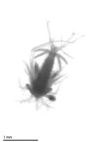 Plankton Detection SIH project thumbnail
