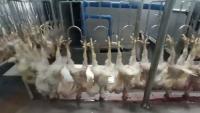 ayam-ngantung-2 project thumbnail