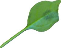 leaf project thumbnail