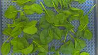 Spinach-Final project thumbnail