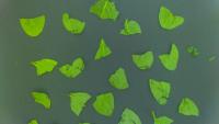 sp2 project thumbnail