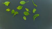 Spinach-seg-all project thumbnail