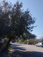 Trees project thumbnail