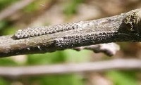 caterpillars project thumbnail
