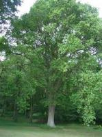 Tree Trunk Segmentation project thumbnail