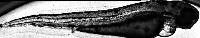 wt_2.5x_3dpf_whole_larva project thumbnail