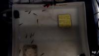 Fish Track project thumbnail