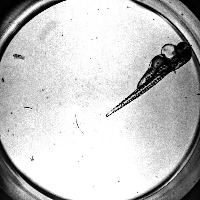 wt_2.5x_3dpf_only_Pericardium project thumbnail
