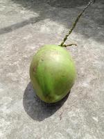 Coconut State Detection project thumbnail