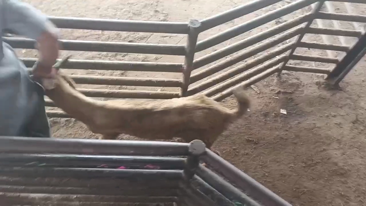 goat counter Instance Segmentation Dataset by Pradnya