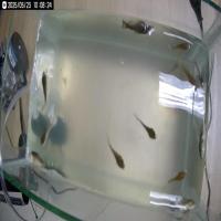Deteksi Ikan Mati project thumbnail