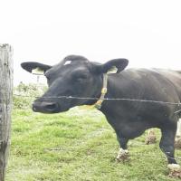 cow-buffalo-project project thumbnail
