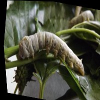 silkworms project thumbnail
