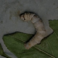 Silkworm Dataset project thumbnail