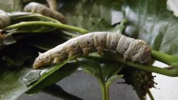 sericulture_disease project thumbnail