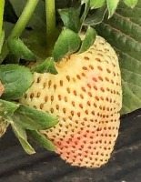 Strawbarry project thumbnail