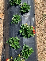 strawberry.00 project thumbnail